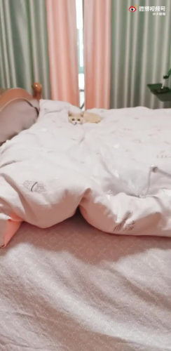 小被窝会用梯子咯