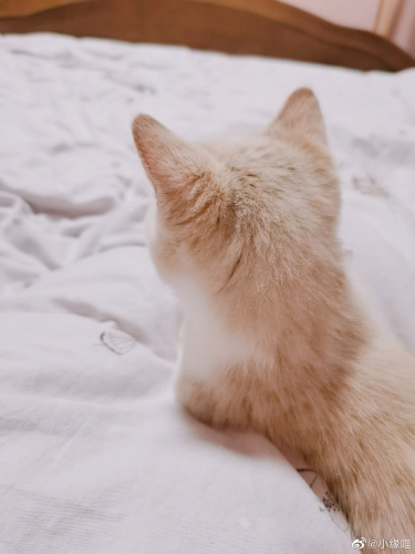 被窝睡着的过程