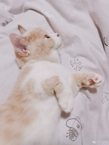 被窝睡着的过程