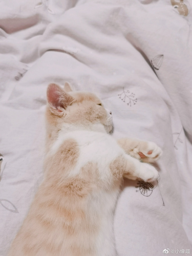 被窝睡着的过程