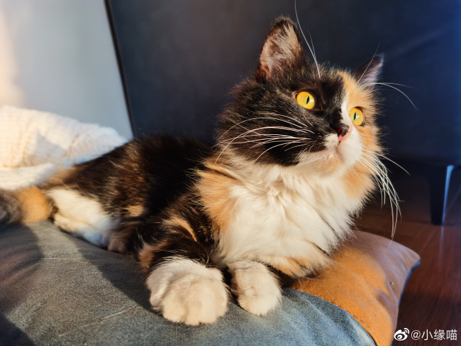 2022年2月21日微博