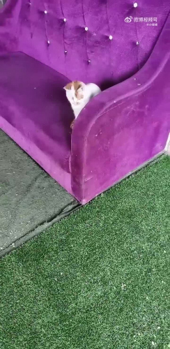 舞蹈教室旁边有只好亲人的猫猫