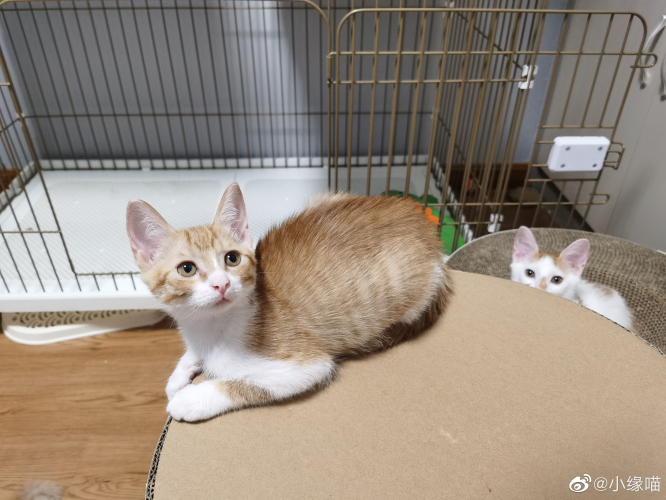 2022年9月15日微博