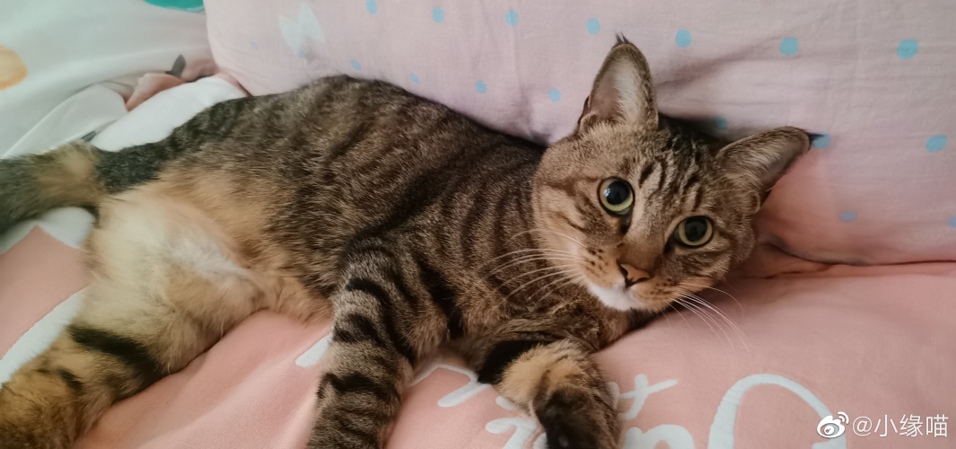 2022年9月15日微博