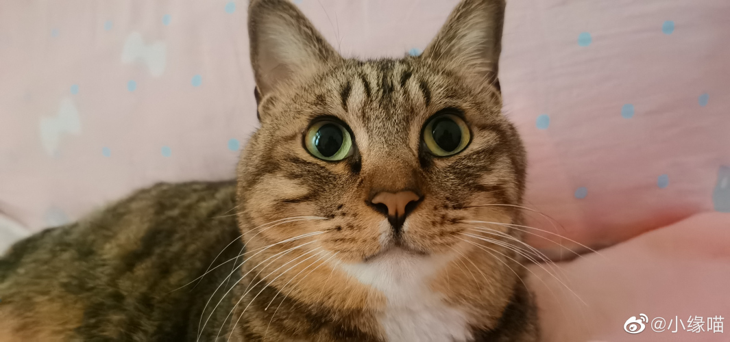 2022年9月15日微博