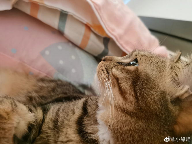 2022年9月15日微博