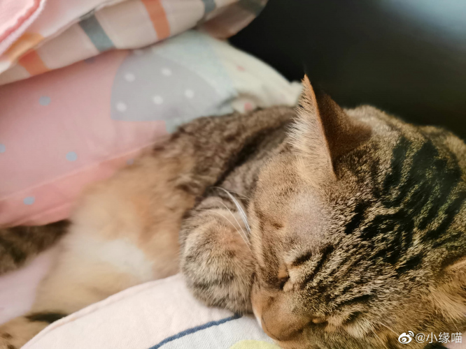 2022年9月15日微博