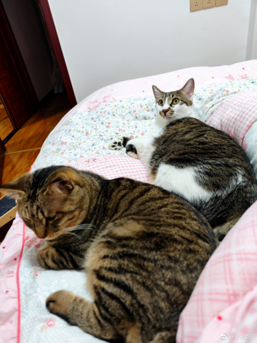 2022年9月20日微博