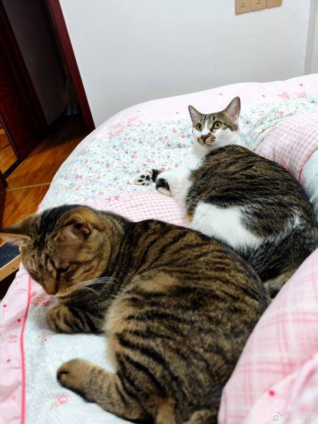 2022年9月20日微博