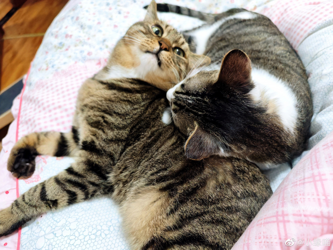 2022年9月20日微博