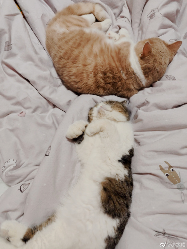 2022年12月14日微博