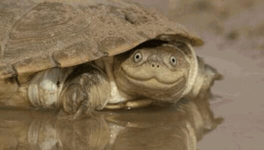 2017年11月19日微博